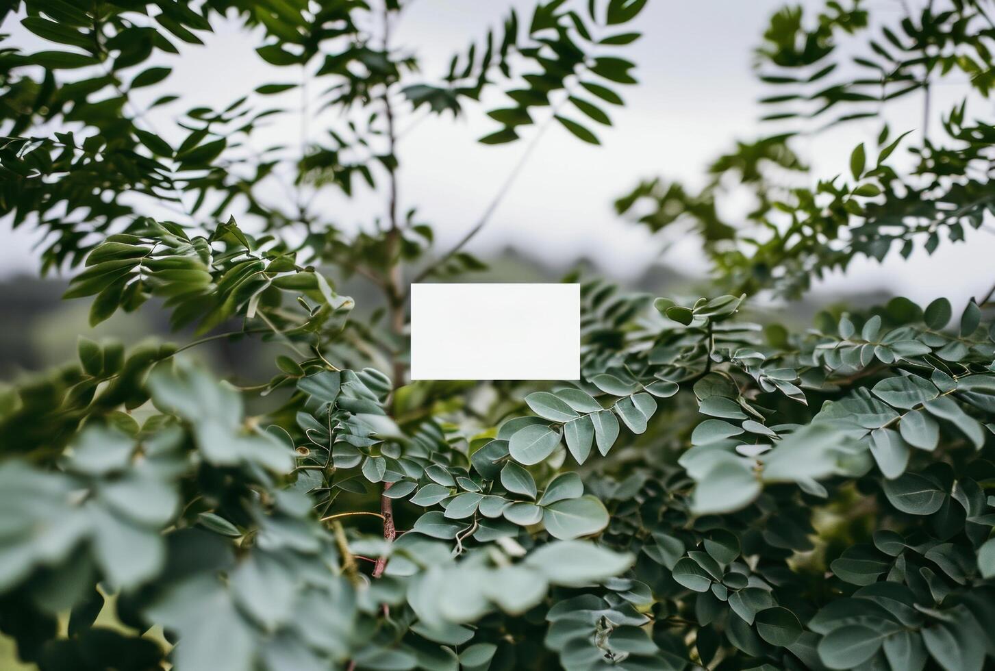 AI generated green leaves on a white card frame background photo