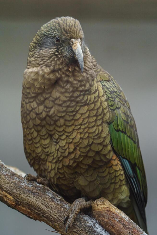 Portrait of Kea on branch photo