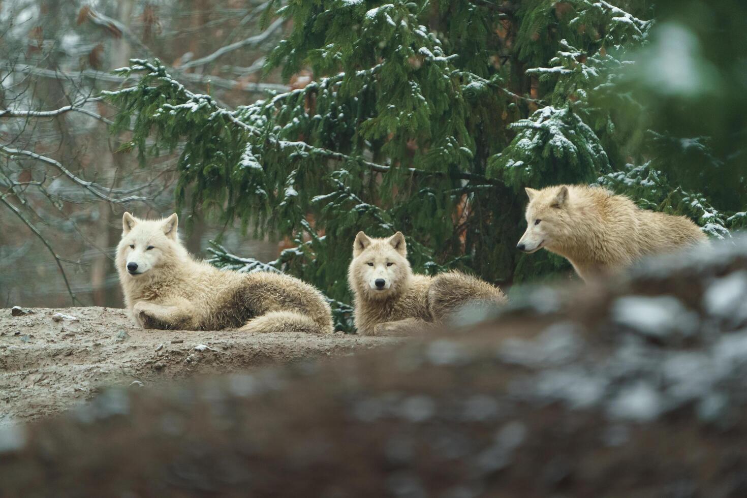 Portrait of Arctic wolf in zoo photo