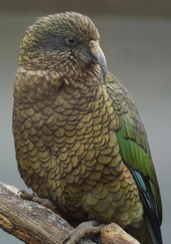 Portrait of Kea on branch photo