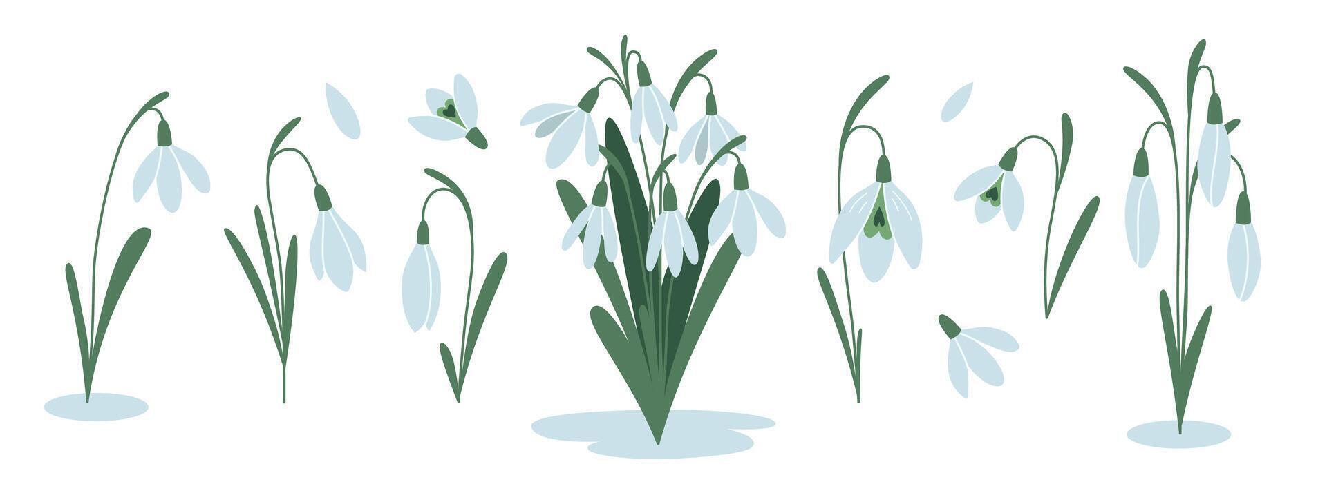 Set of snowdrops, first spring flowers, cartoon style. Trendy modern vector illustration isolated on white background, hand drawn, flat