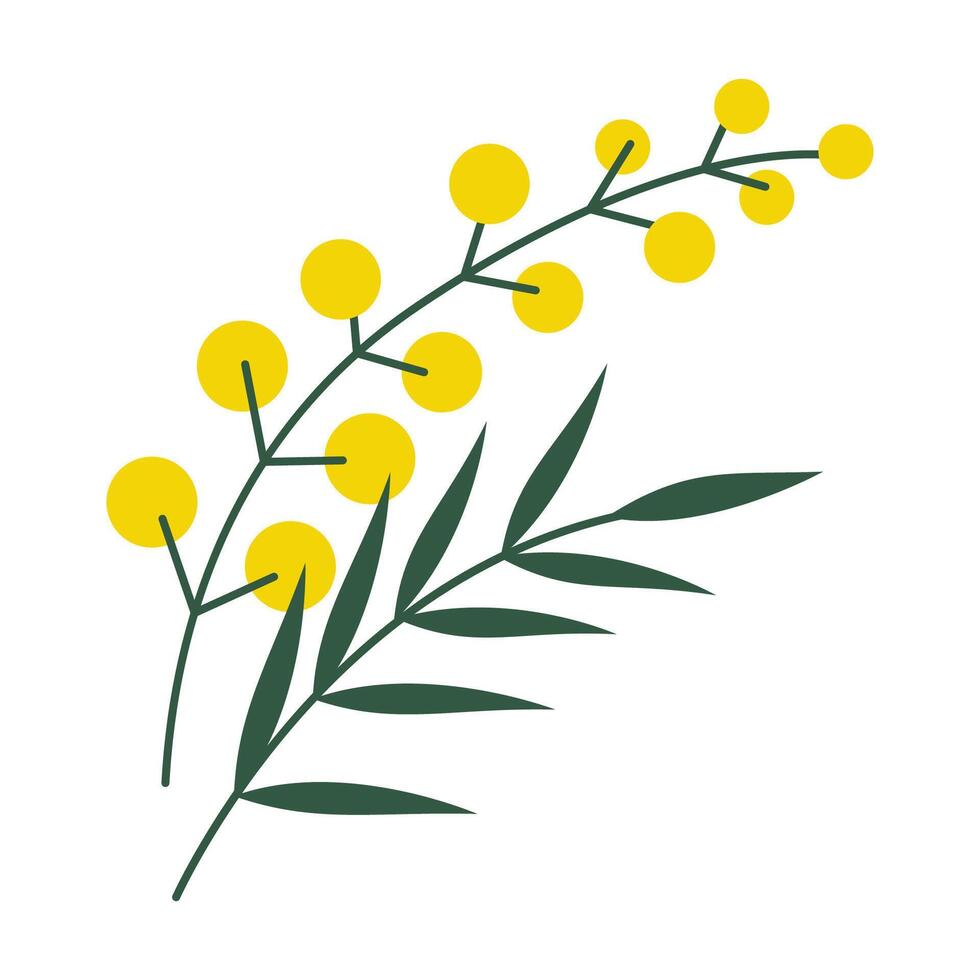 Mimosa flower branch, cartoon style. Trendy modern vector illustration isolated on white background, hand drawn, flat