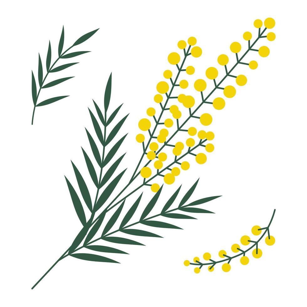 spring mimosa flower vector
