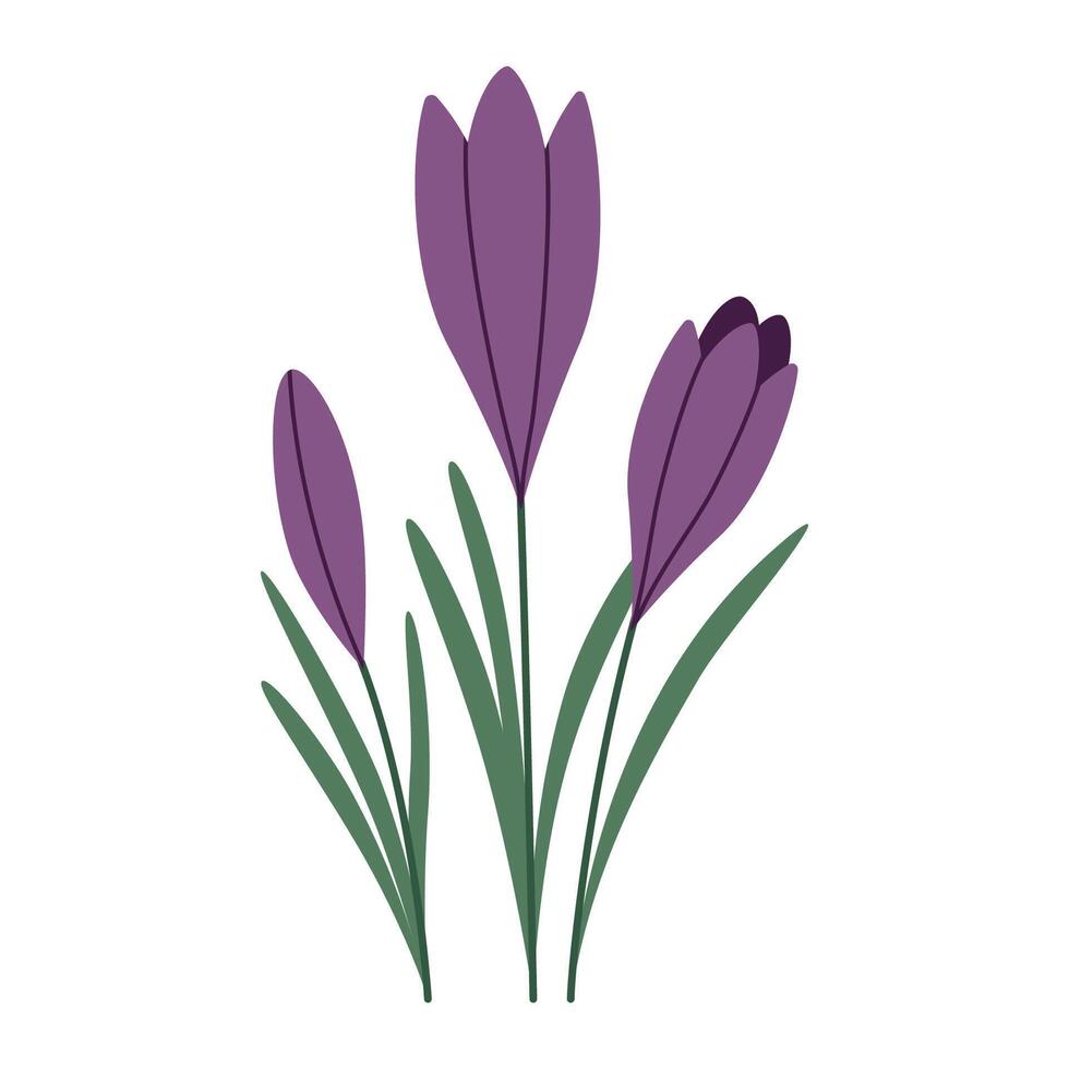 Crocuses, first spring flowers, cartoon style. Trendy modern vector illustration isolated on white background, hand drawn, flat