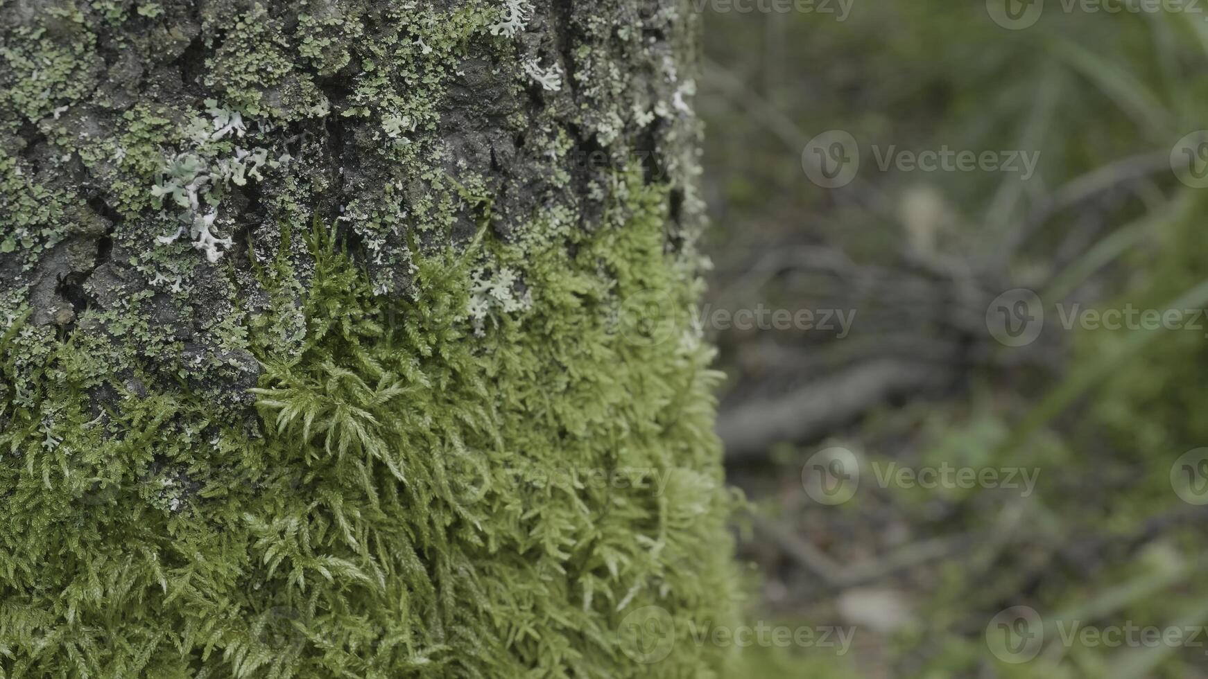 Beautiful green moss. Moss grows on the tree, beautiful background of moss. Leaf on Moss, autumn, forest, Nature,Wildlife photo