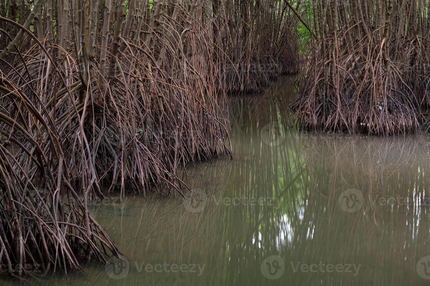 Many roots of mangrove trees photo