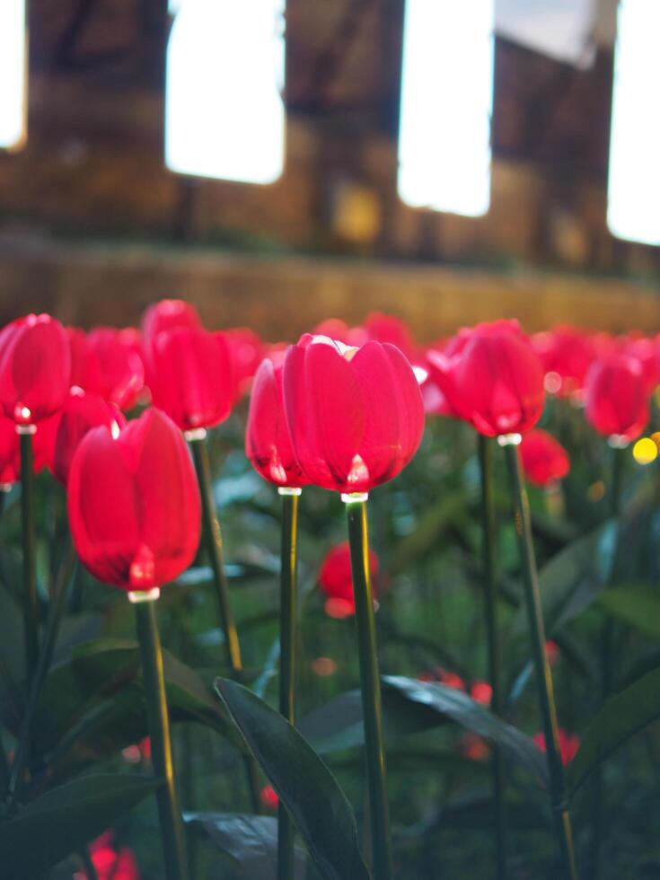 mano hecho tulipán y eléctrico ligero bulbo creat para voló ligero flores celebrar ciudad foto