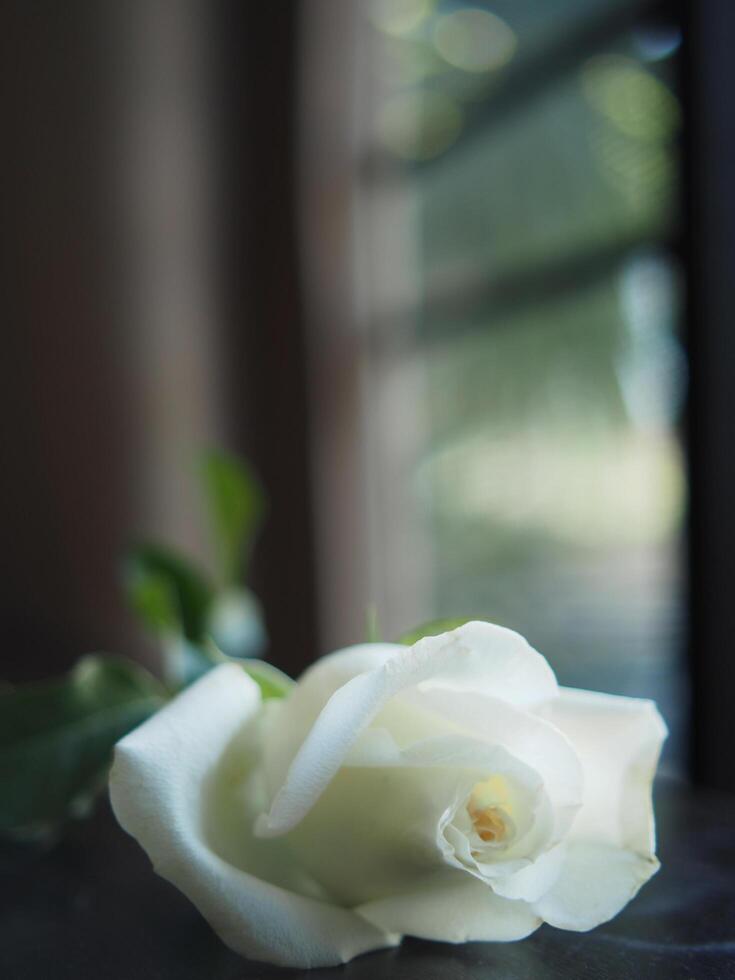 blanco Rosa en mesa libro y difuminar antecedentes Rosa regalo foto