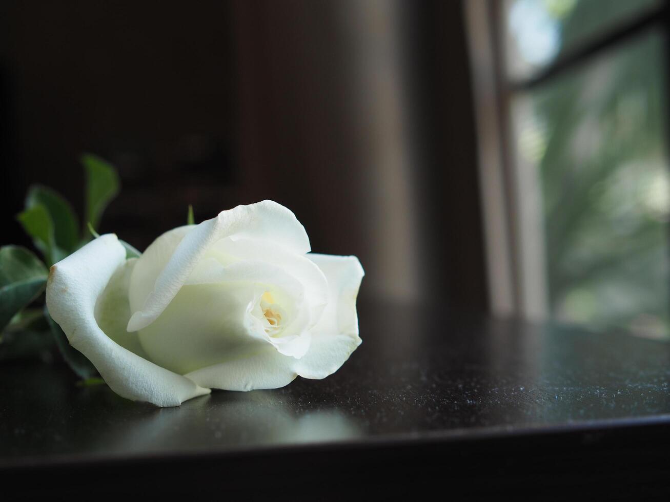 white rose on table book and blur background  rose gift photo