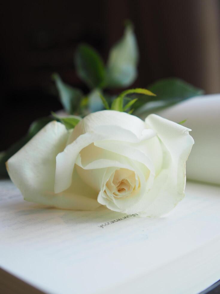 white rose on table book and blur background  rose gift photo