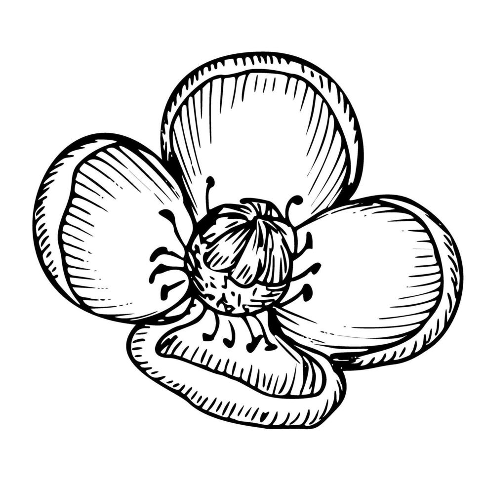 Mangosteen Flower vector illustration. Hand drawn floral etching of exotic tropical blooming plant in black and white colors. Botanical linear drawing of asian herb for icon or logo. Ink engraving