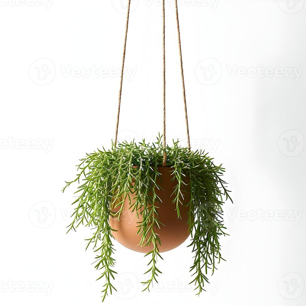 AI generated Hanging plant of Rhipsalis Cascade Cactus in a modern decorative flower pot. Green plant. High-resolution. AI Generative photo