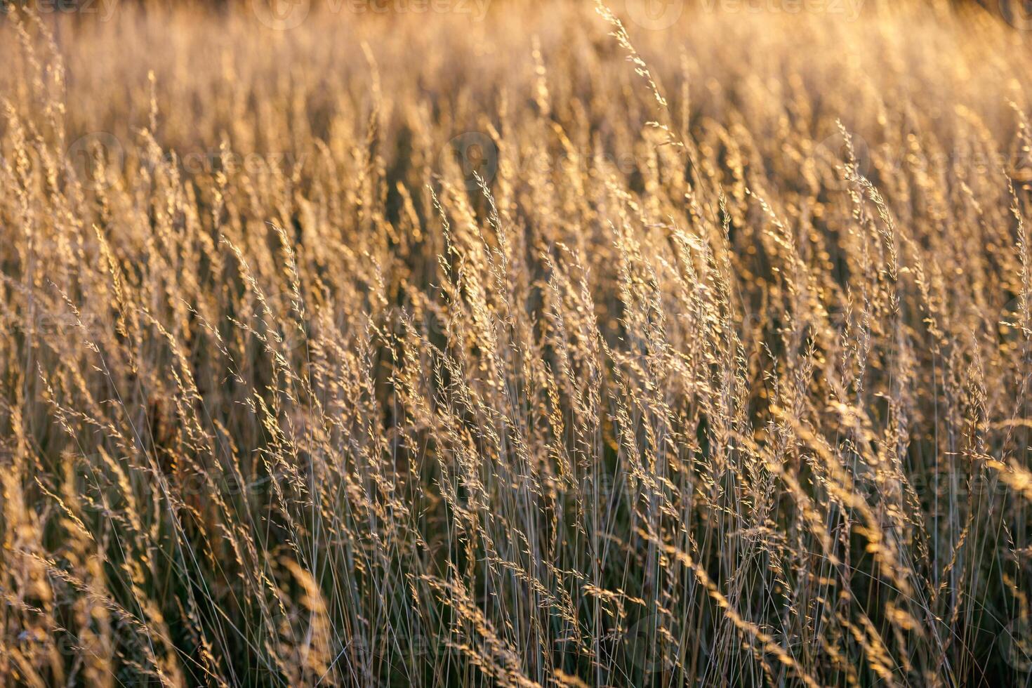 Dry yellow wild grass close-up full-frame background with selective focus photo