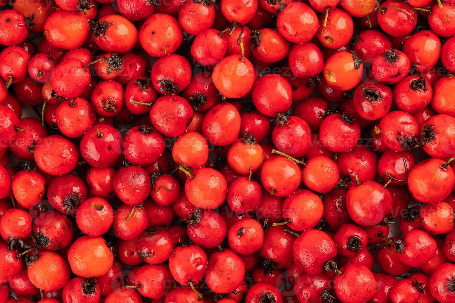 pile of red hawthorn berries full frame background and texture photo