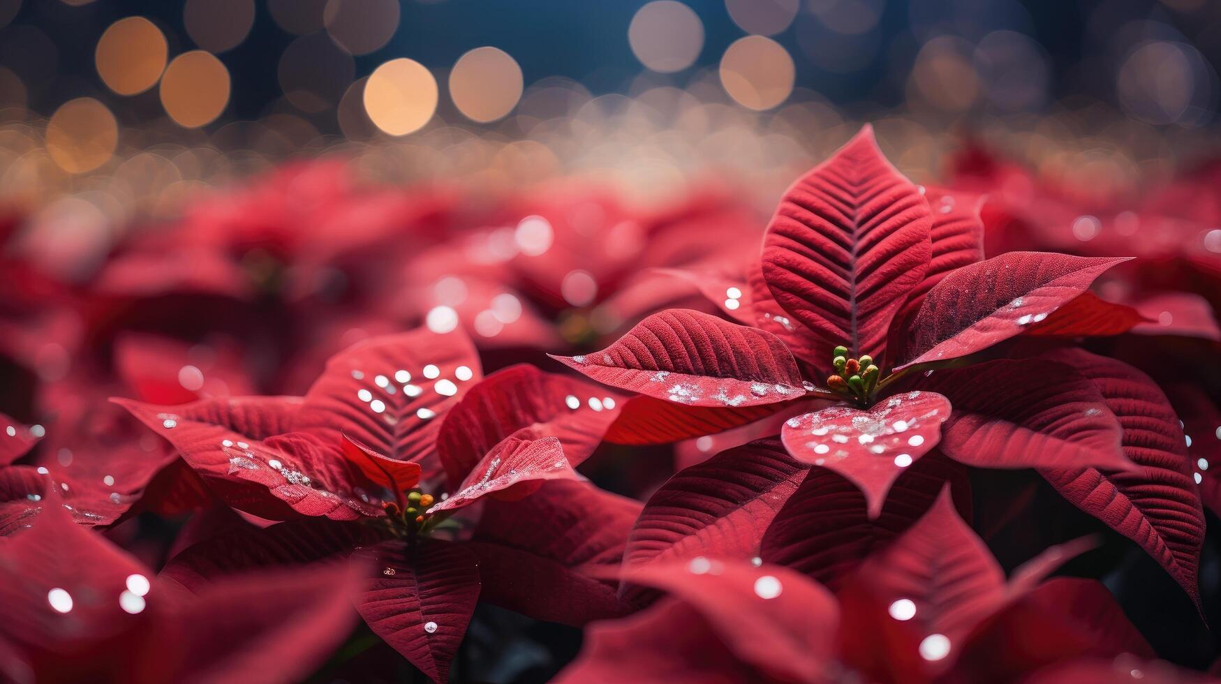 ai generado un cerca arriba de hermosa flor de pascua flores foto