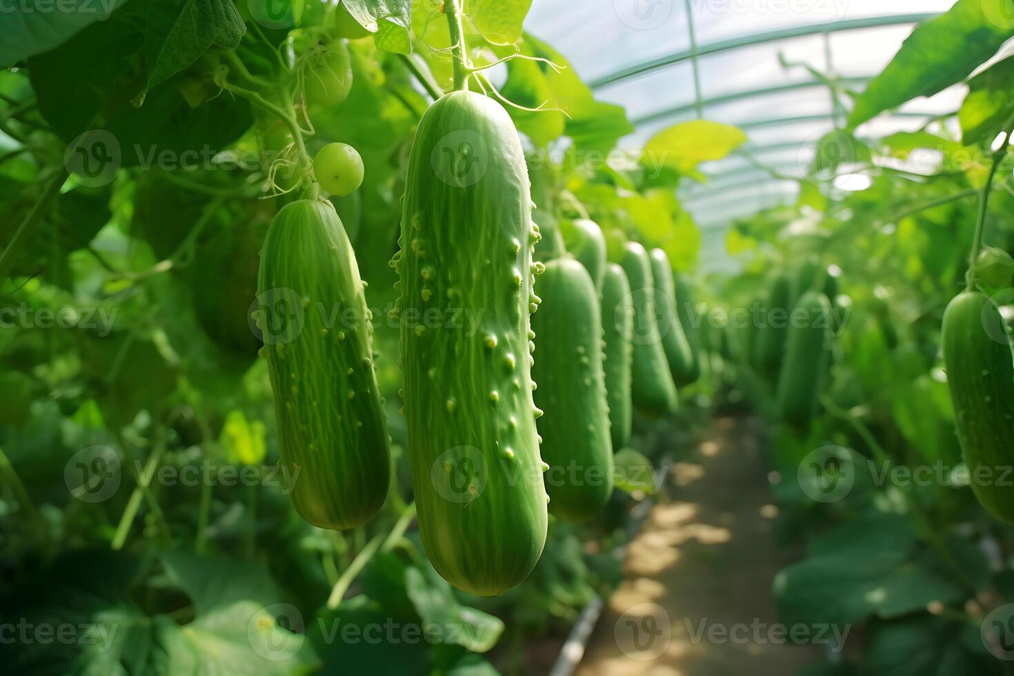 AI generated ripe green cucumbers hanging in a greenhouse, neural network generated photorealistic image photo