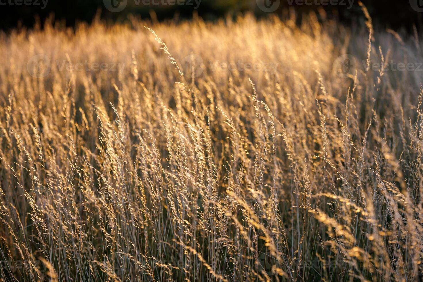 Dry yellow wild grass close-up full-frame background with selective focus photo