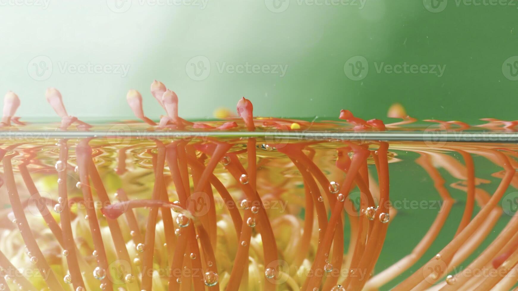 leucospermum flor en un verde antecedentes metido dentro transparente agua. valores imágenes. belleza de naturaleza. foto