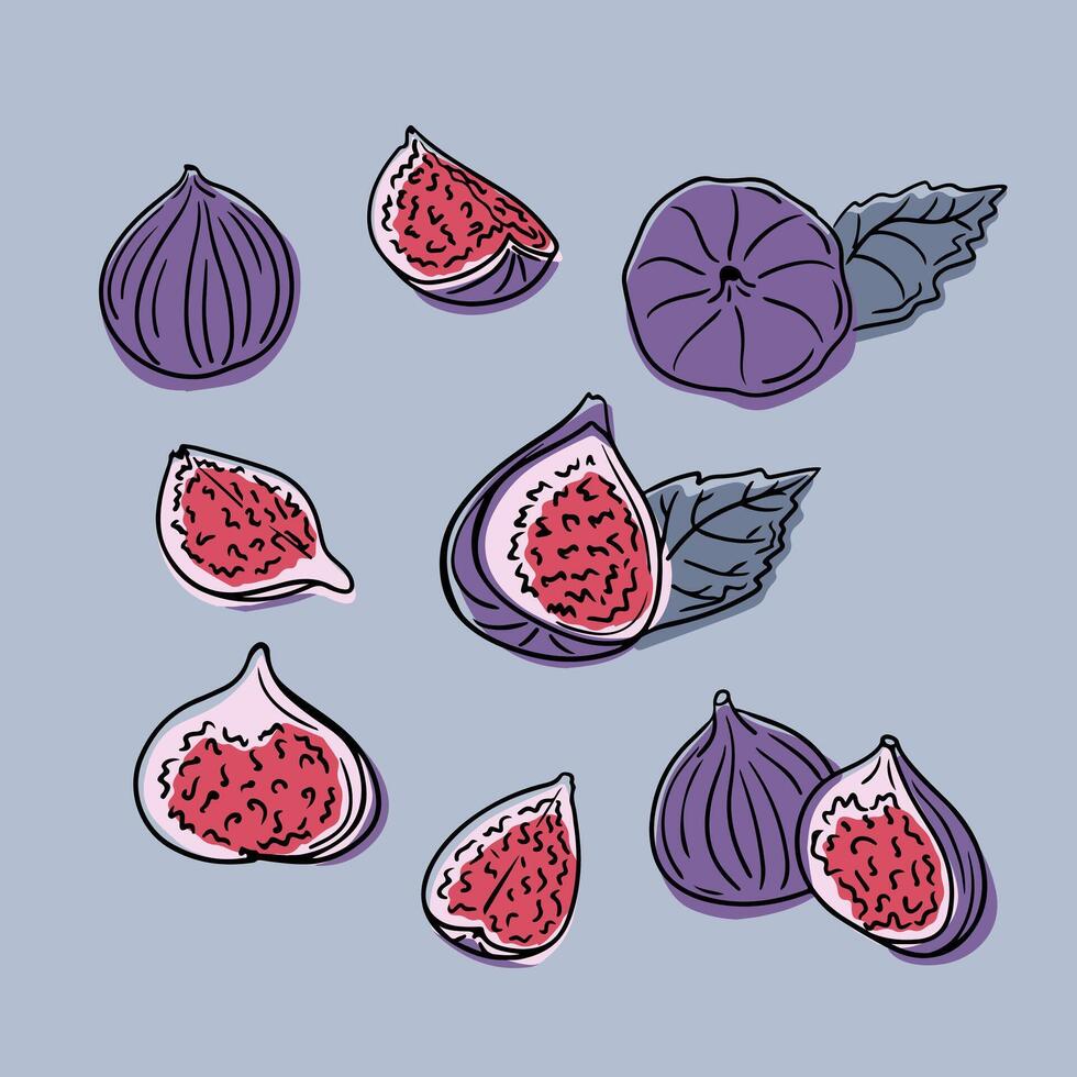 brillante de colores mano dibujado garabatear colocar. higos y piezas. incompleto negro contorno lleno Fruta y rebanadas con de colores áreas ideal para colorante páginas, tatuaje, modelo. sano comiendo concepto ilustración vector