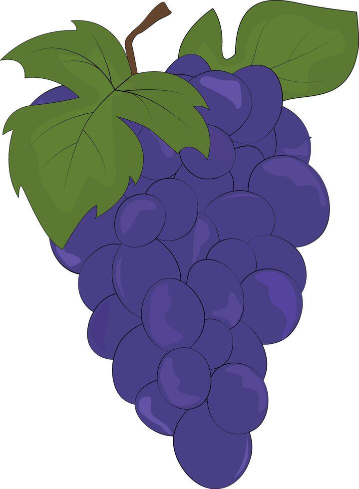 Grape bunch and leaves. Blue grapes. Natural product. Healthy eating and diet. Design of greeting cards, posters, patches, prints on clothes, emblems. Sweet grapes. vector