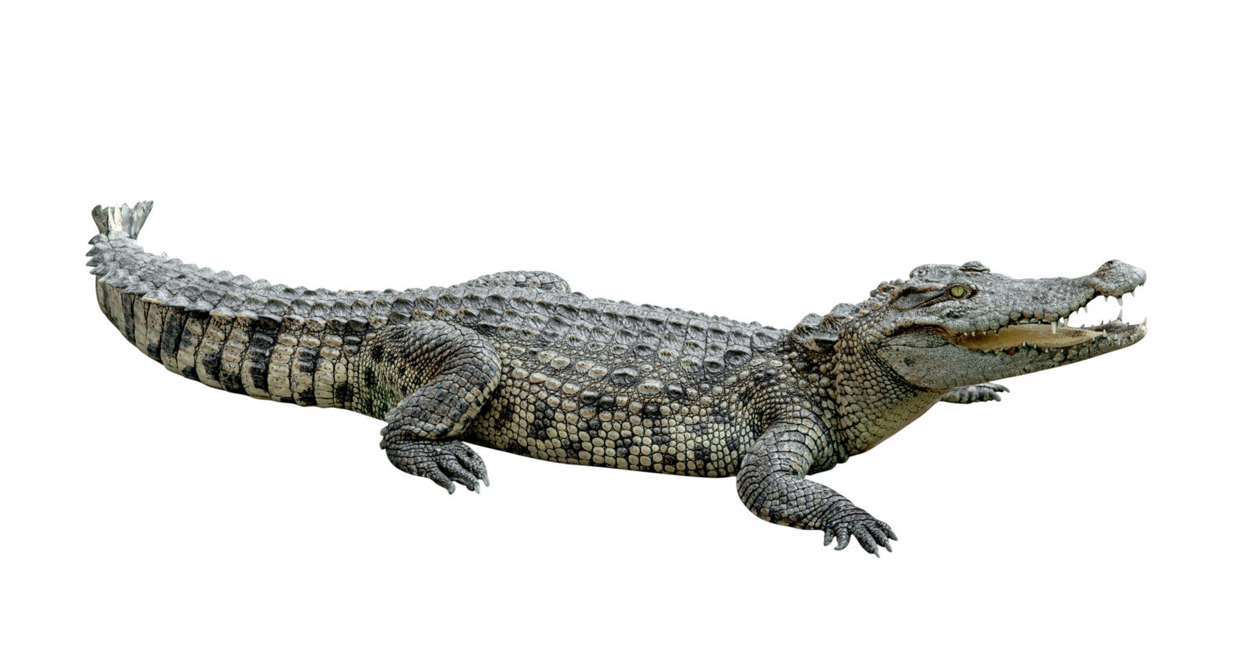 zoetwater krokodil geïsoleerd png