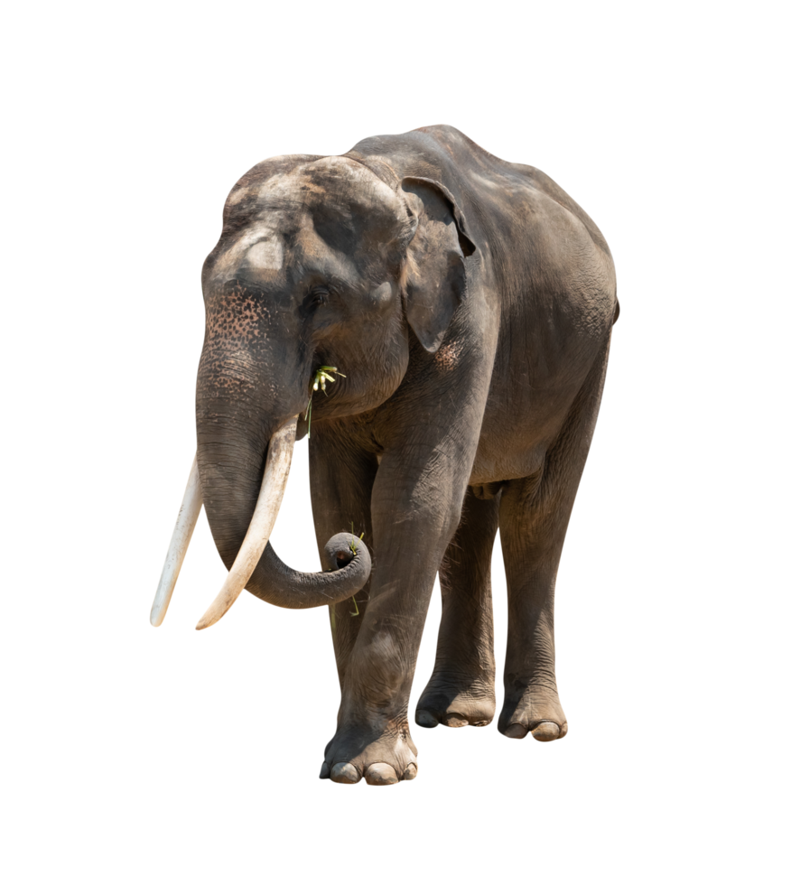 asia elephant isolated png