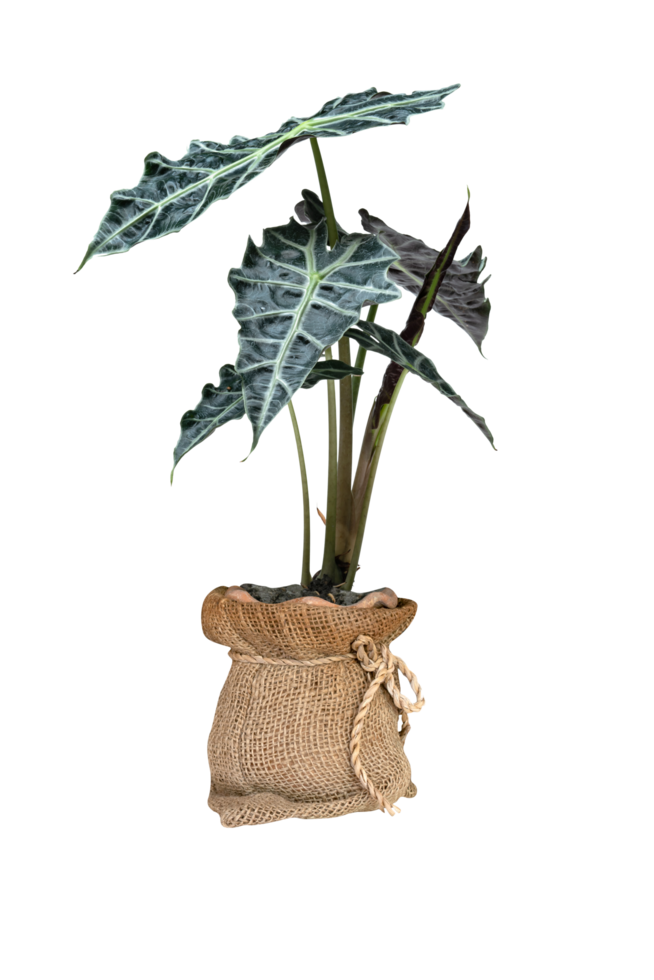 green palm leaves pattern of Alocasia sanderiana Bull with pot for nature concept ,tropical leaf isolated png