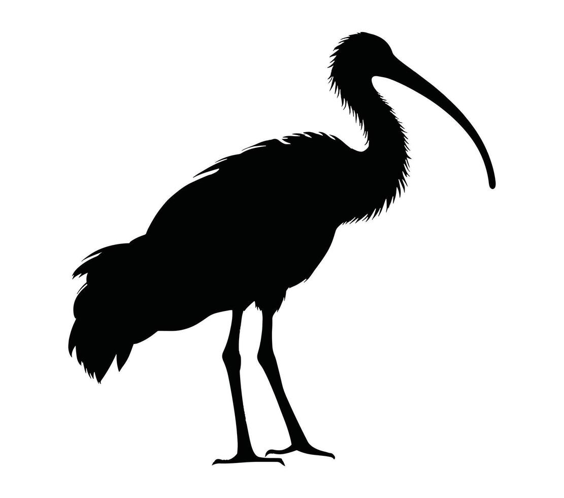 Vector, isolated silhouette of african sacred ibis. vector