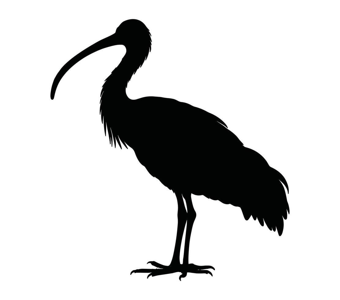 African sacred ibis vector. African sacred ibis vector icon in flat style.