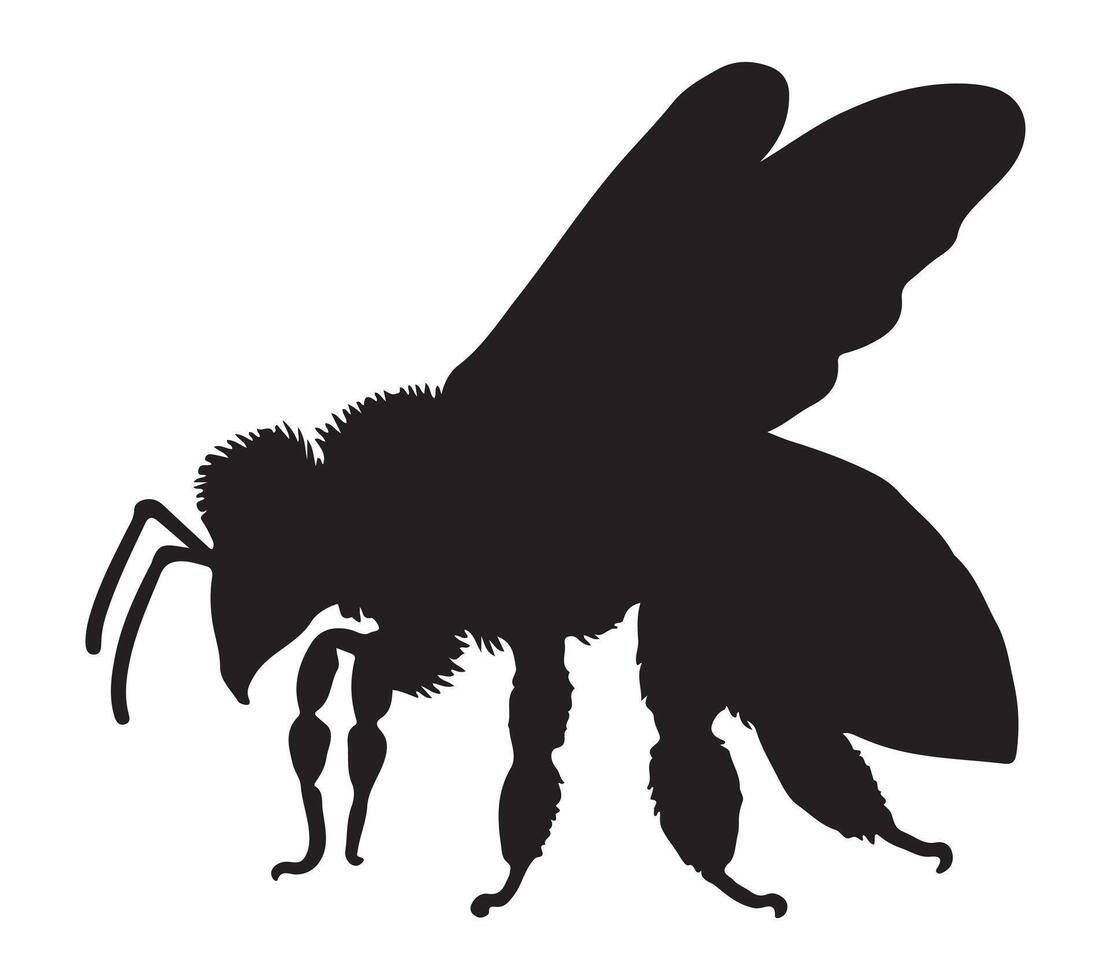 Vector, isolated silhouette of africanized honey bee. vector