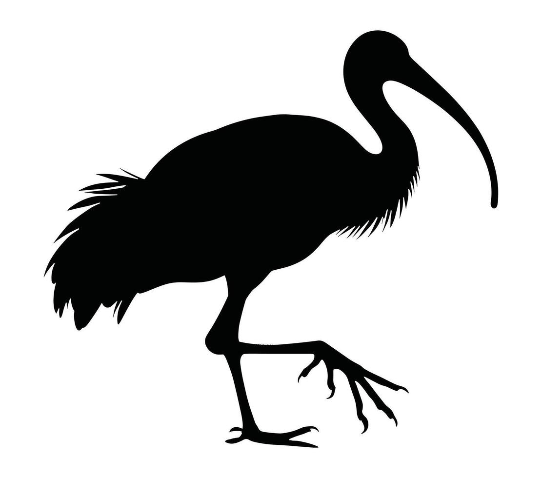 African sacred ibis vector illustration on white background.