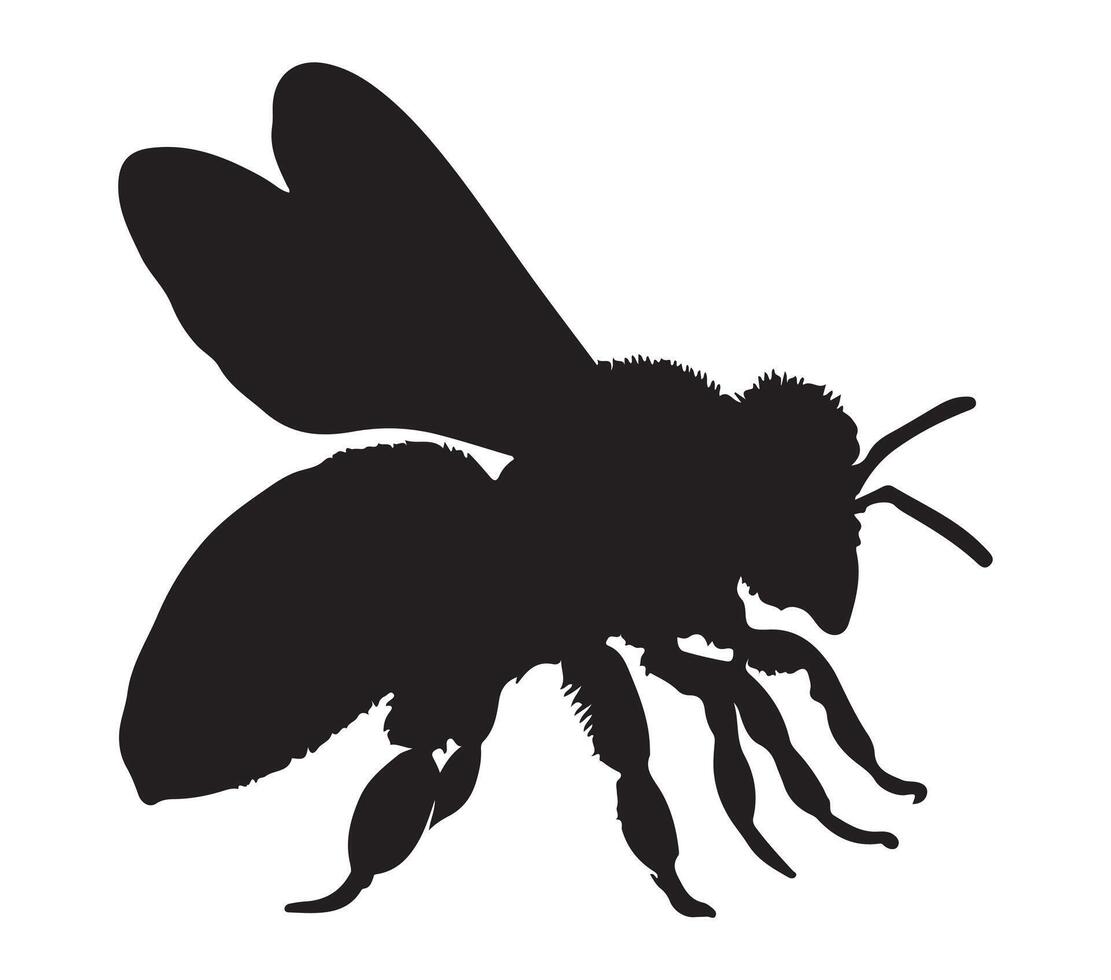 Africanized honey bee silhouette icon. Vector image.