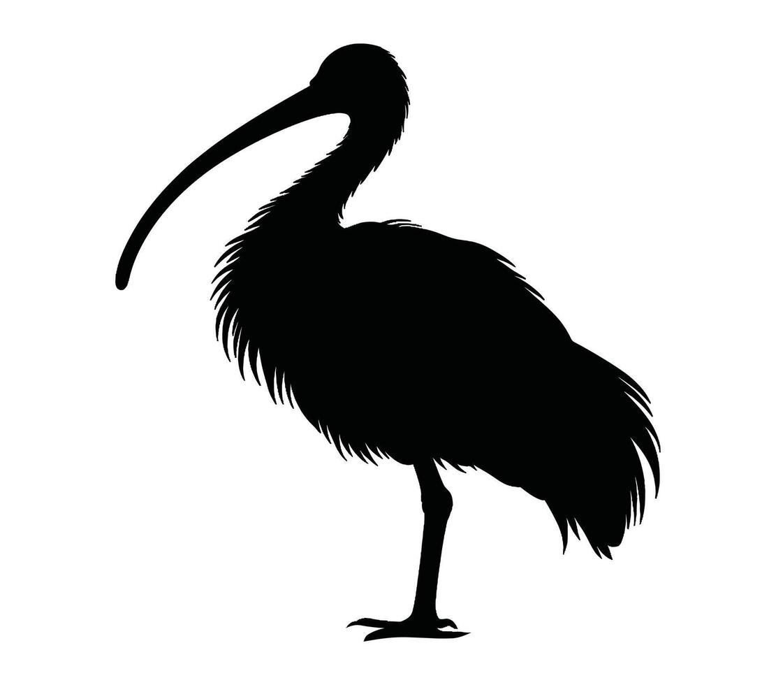 African Sacred Ibis. Vector image. White background.