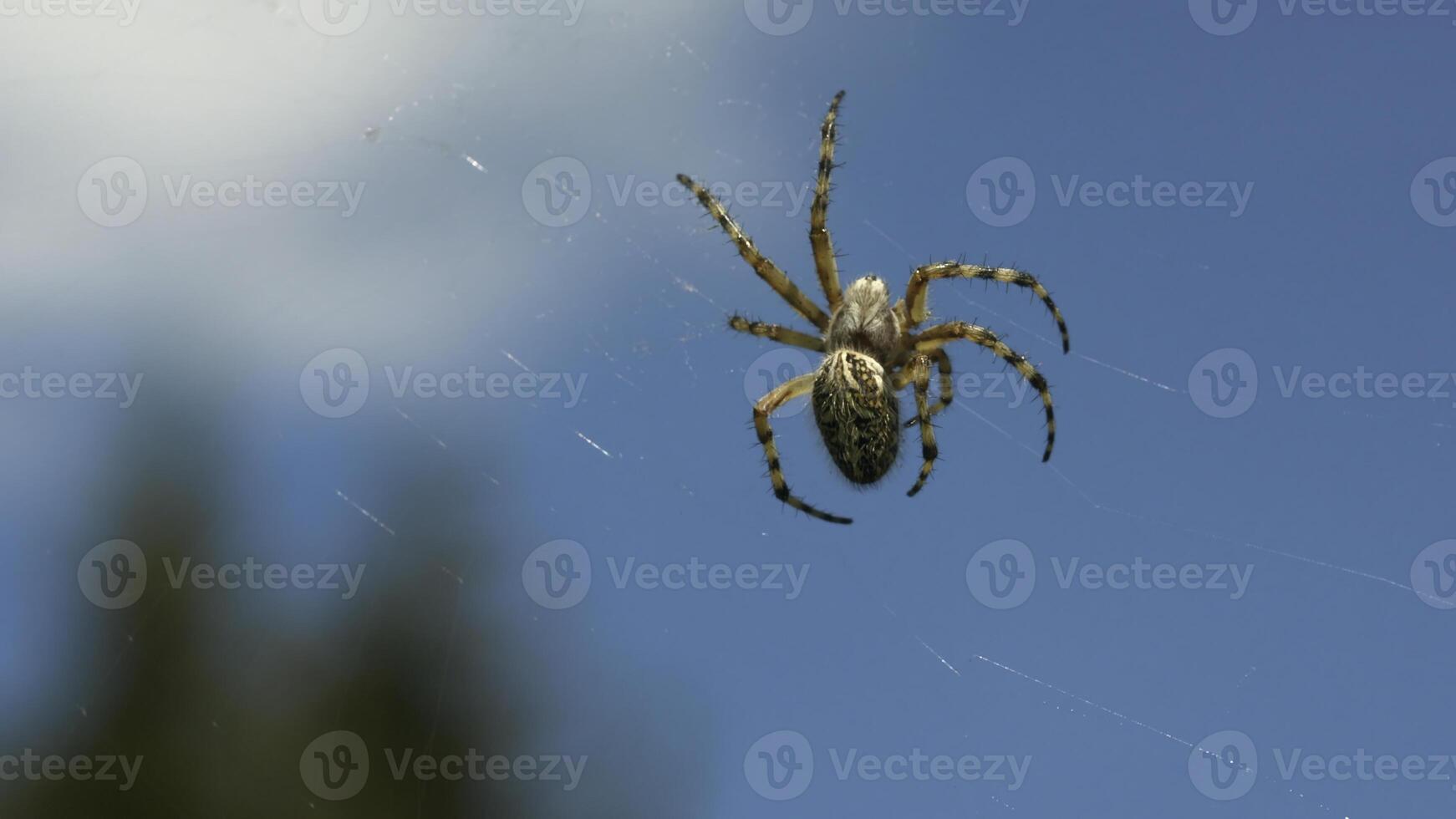 Big beautiful spider climbs web. Creative. Spider on web with victims on sunny day in meadow. Wild spider o web on blue sky background. Macrocosm of summer meadow photo