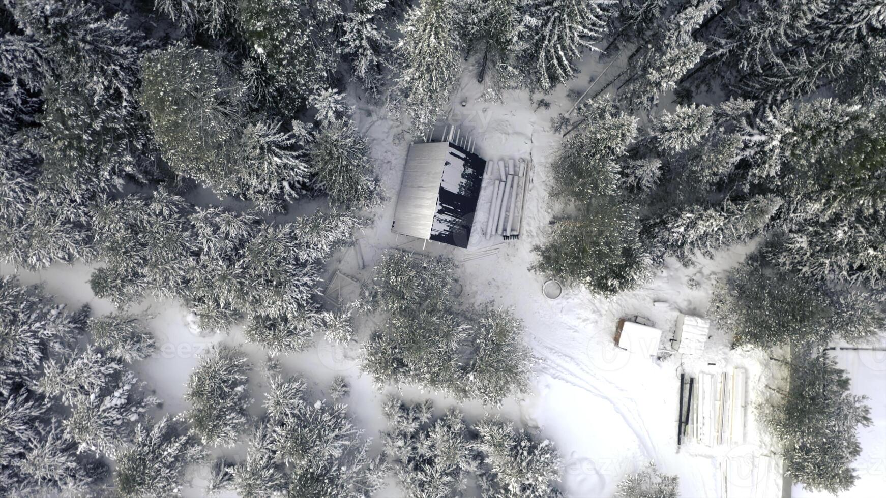 Bird's-eye view. Clip.View of the snowy forests with large snowdrifts and large tall fir trees and various trees. photo