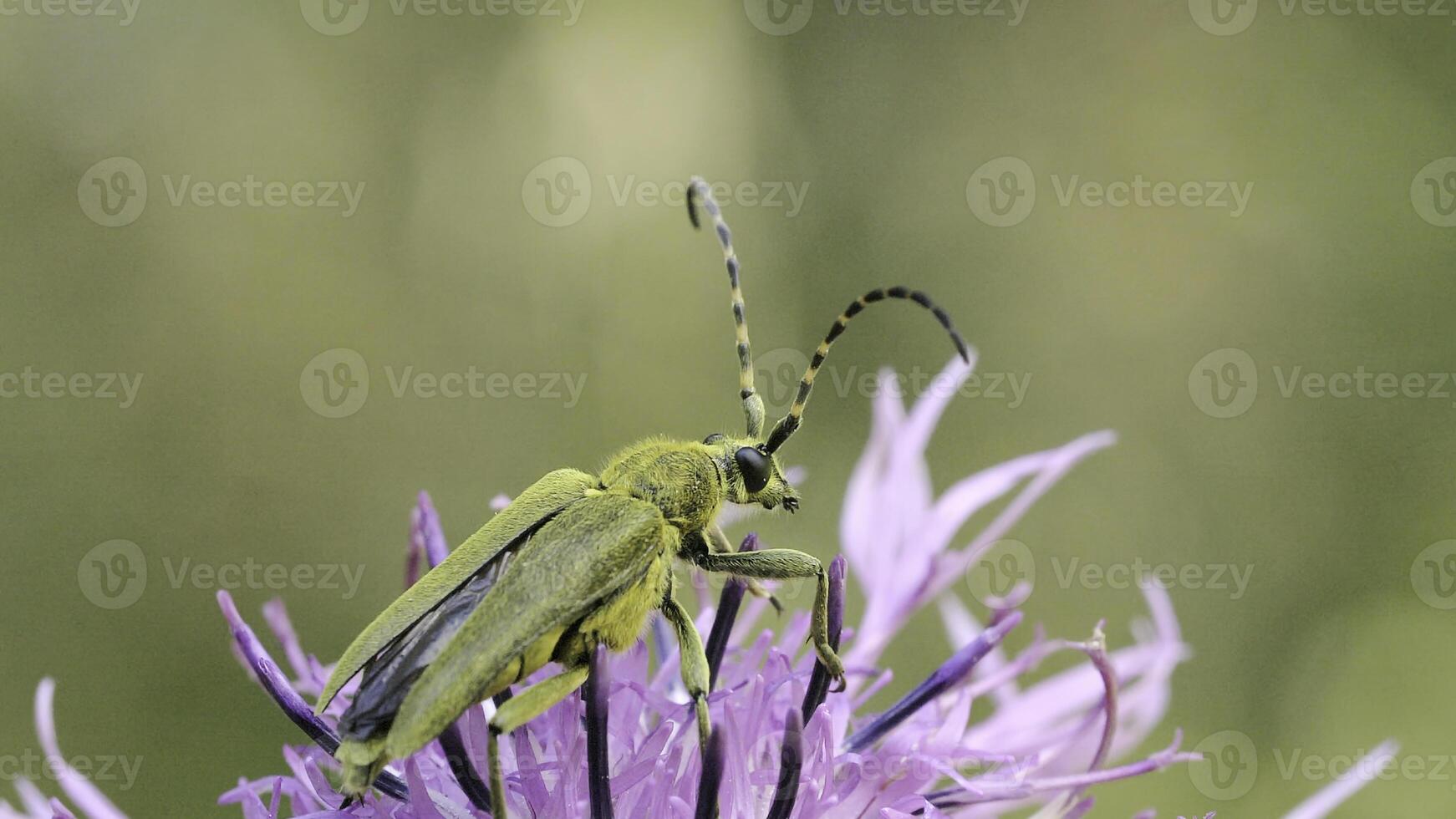 verde escarabajo en hermosa flor. creativo. hermosa escarabajo se sienta en flor. de cerca de escarabajo con Bigote en flor brote. verano macro mundo de insectos y plantas foto