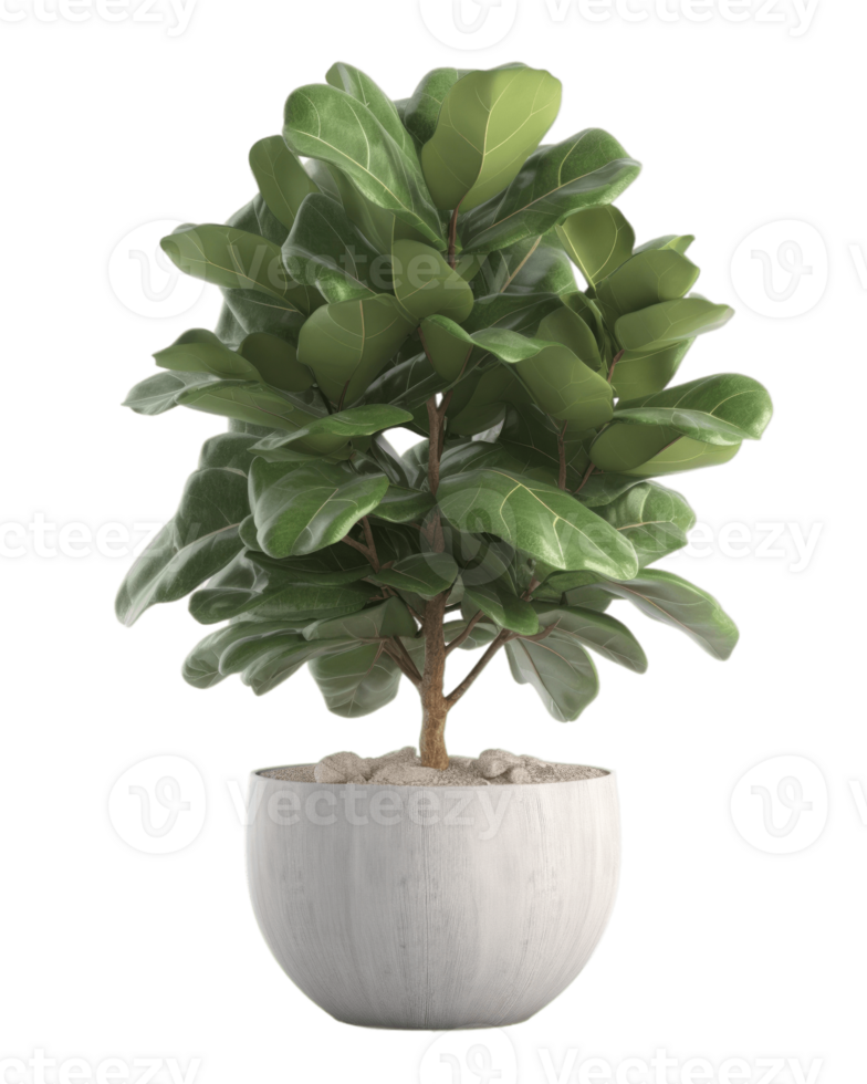 AI generated fiddle leaf fig tree in a pot on a transparent background png