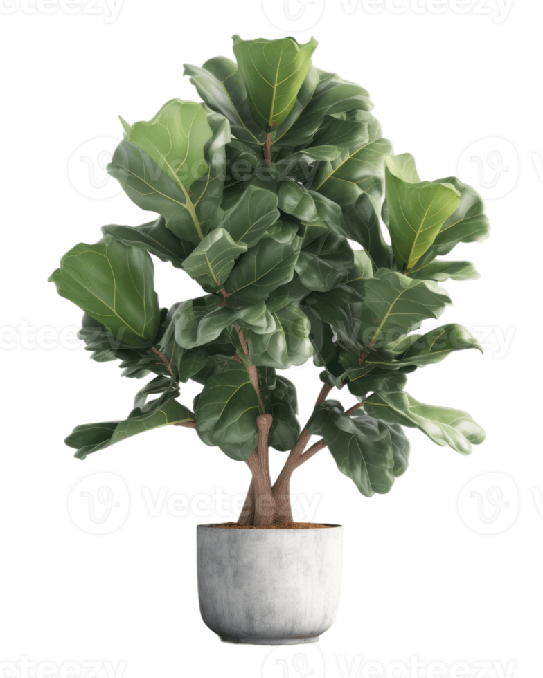 AI generated fiddle leaf fig tree in a pot on a transparent background png