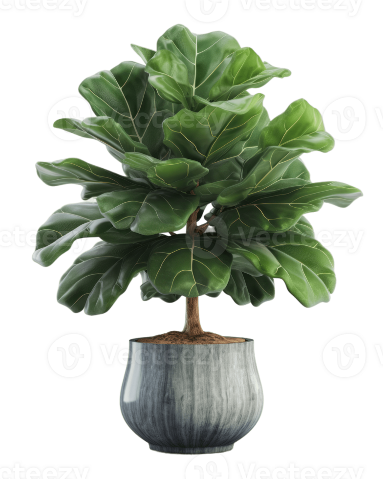 AI generated fiddle leaf fig tree in a pot on a transparent background png
