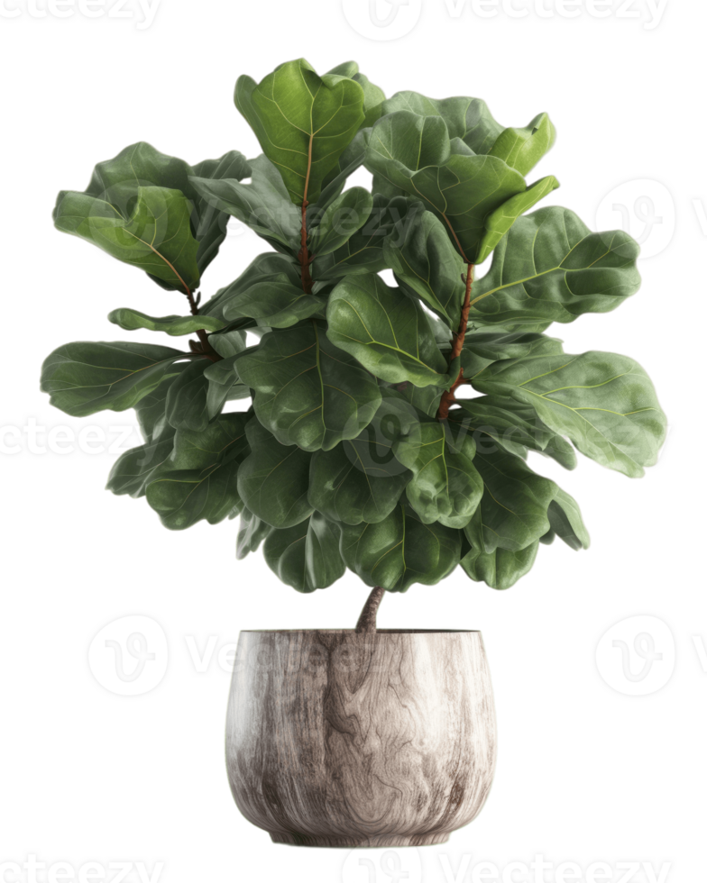 AI generated fiddle leaf fig tree in a pot on a transparent background png
