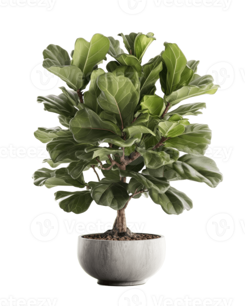 AI generated fiddle leaf fig tree in a pot on a transparent background png