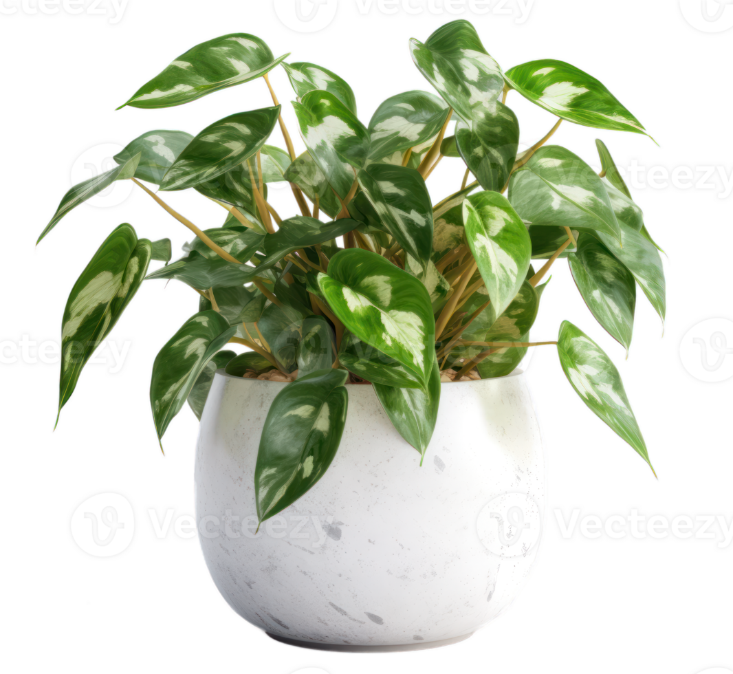 AI generated Pothos plant with green leaves on a transparent background png