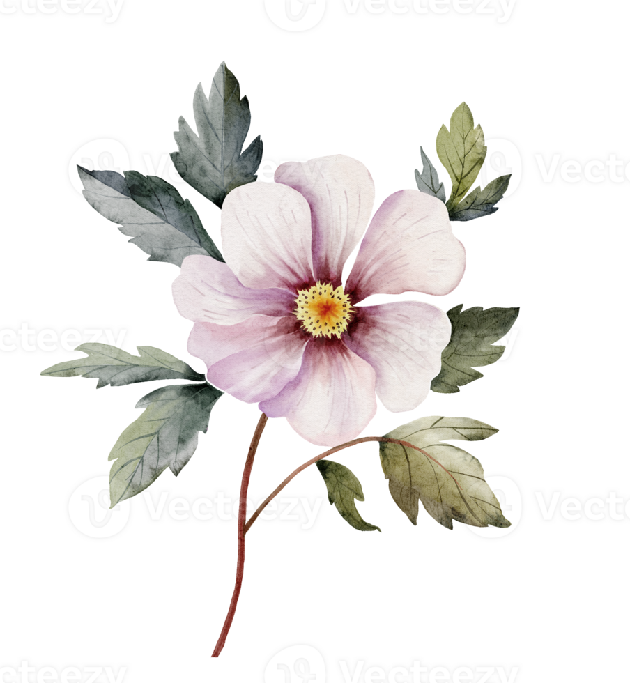 Rosa Pfingstrose Blume, Aquarell Illustration png