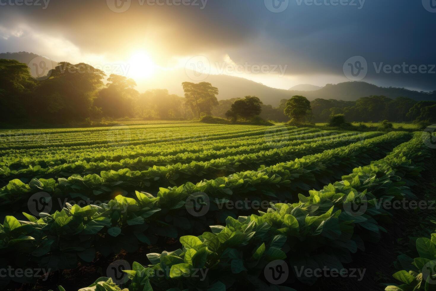 AI generated Farm harvest green field. Outdoor nature plant vegetable organic eco product.AI Generative. photo