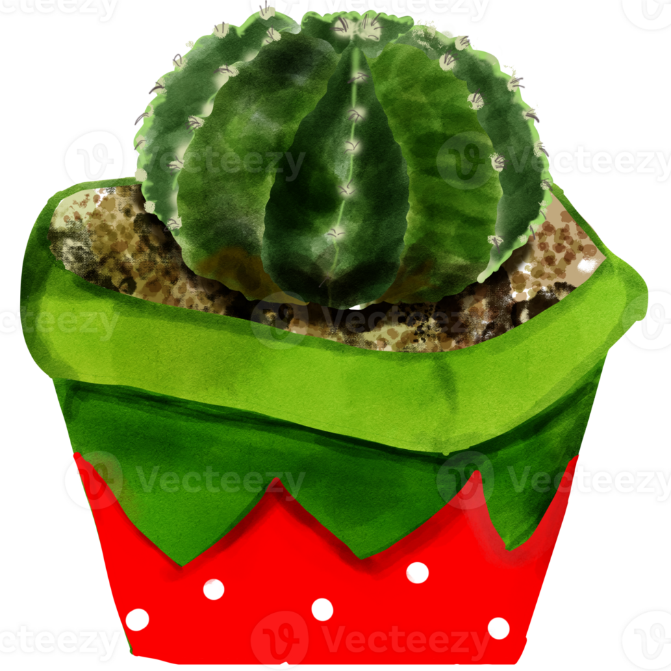 Green cute cactus in a red pot png