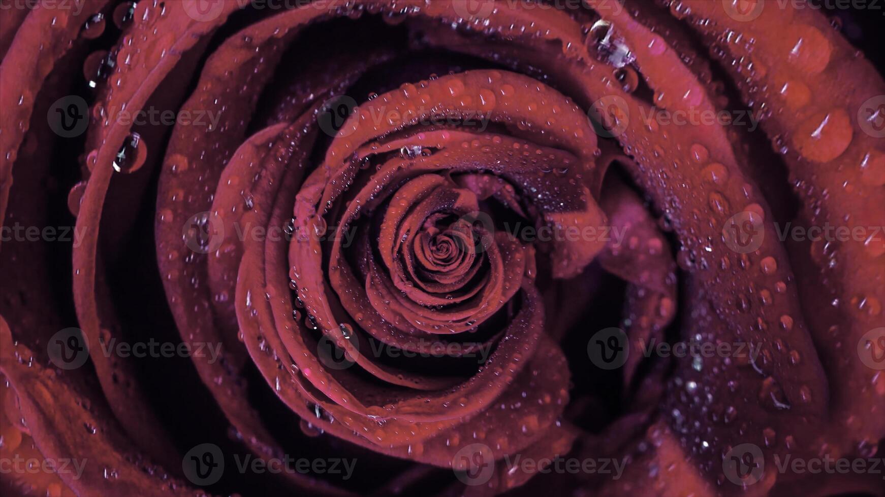 Close-up animation roses. Macro animation of cyclic movement of rosebud unwinding. Beautiful and colorful graphic animation of natural beauty of rose bud photo