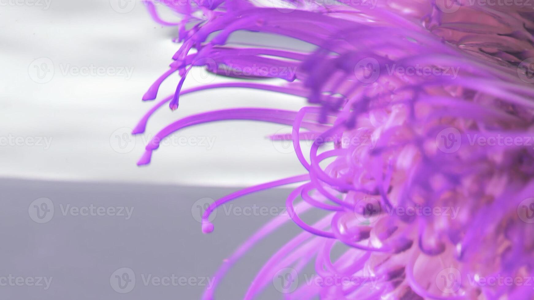 Clear water.Stock footage.A bright pink lush flower that is lowered into the water and driven along it. photo