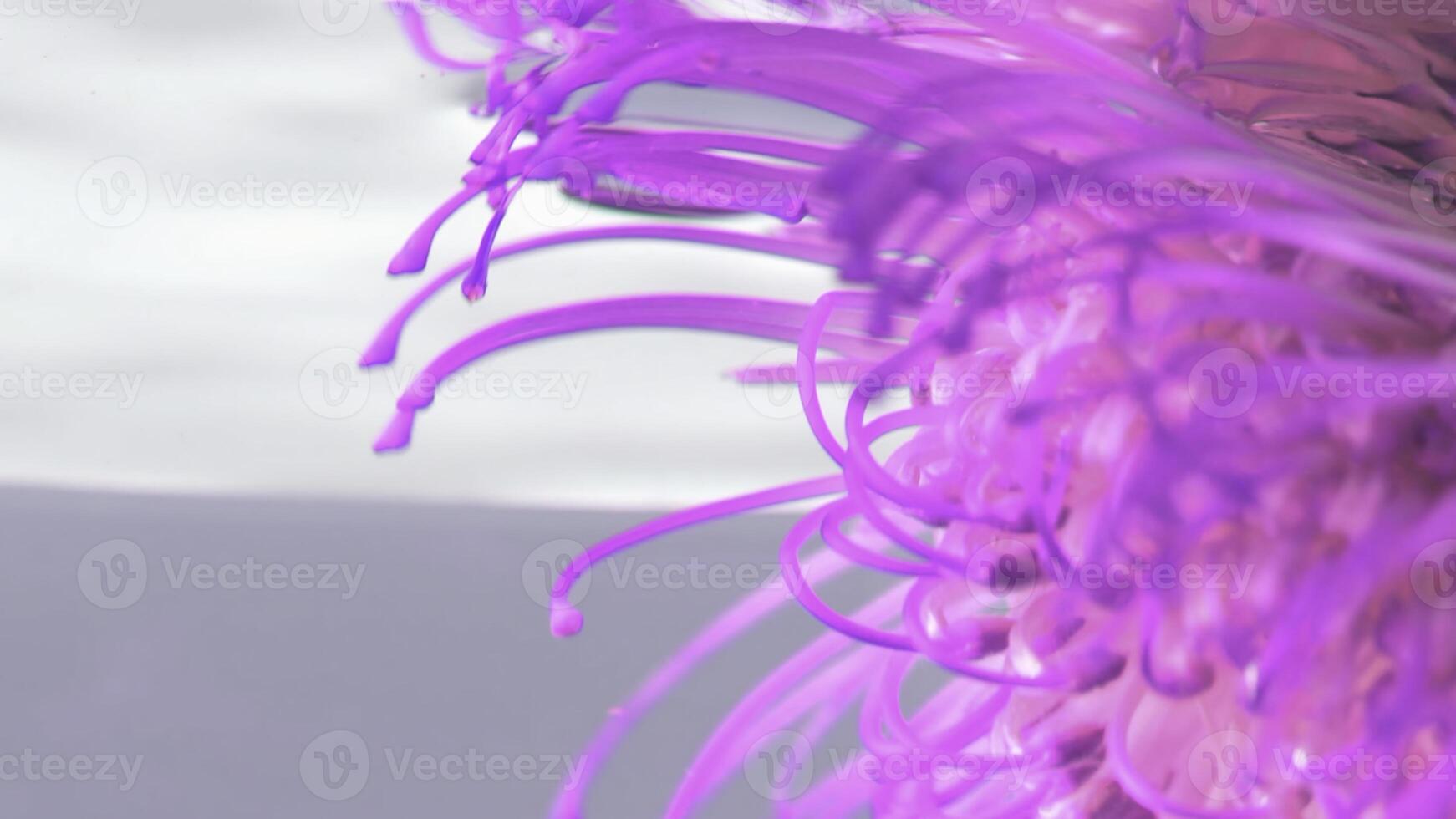 Clear water.Stock footage.A bright pink lush flower that is lowered into the water and driven along it. photo