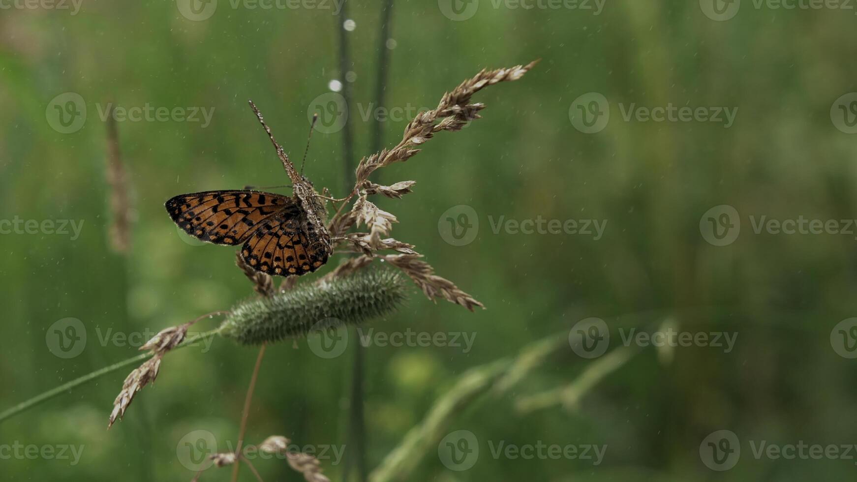 Butterfly in grass with splashes of water. Creative. Beautiful butterfly sits on the ears in green grass. Butterfly on background of falling water drops photo