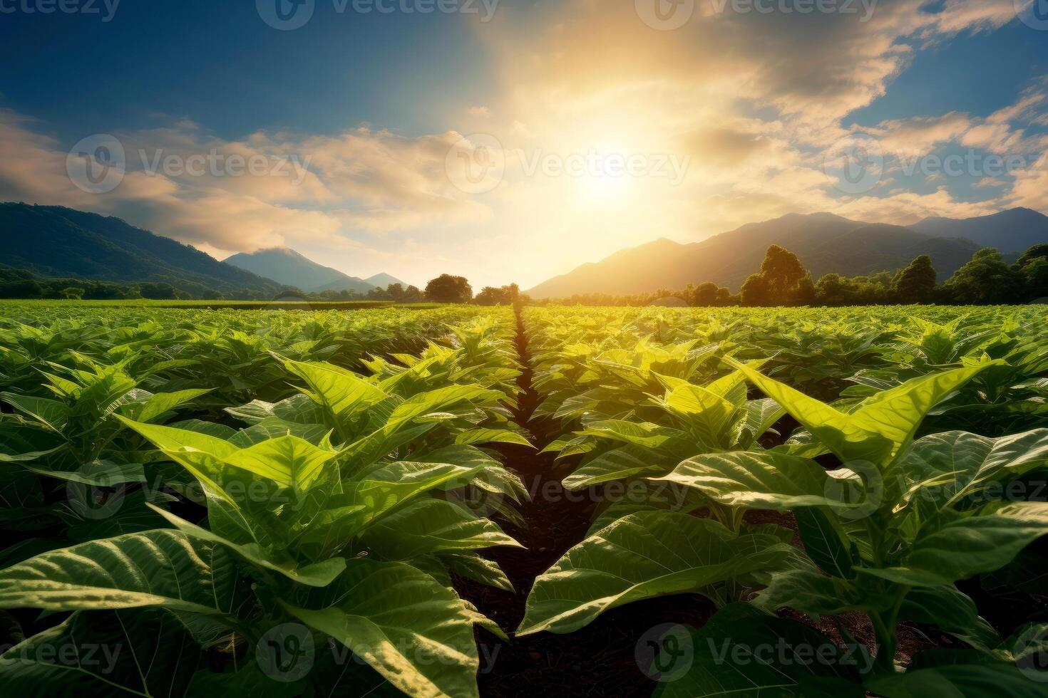 AI generated Farm harvest green field. Outdoor nature plant vegetable organic eco product.AI Generative. photo